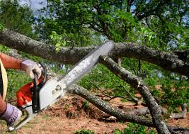 Best Tree Trimming and Pruning  in Huntington, UT